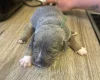 Bull Terrier