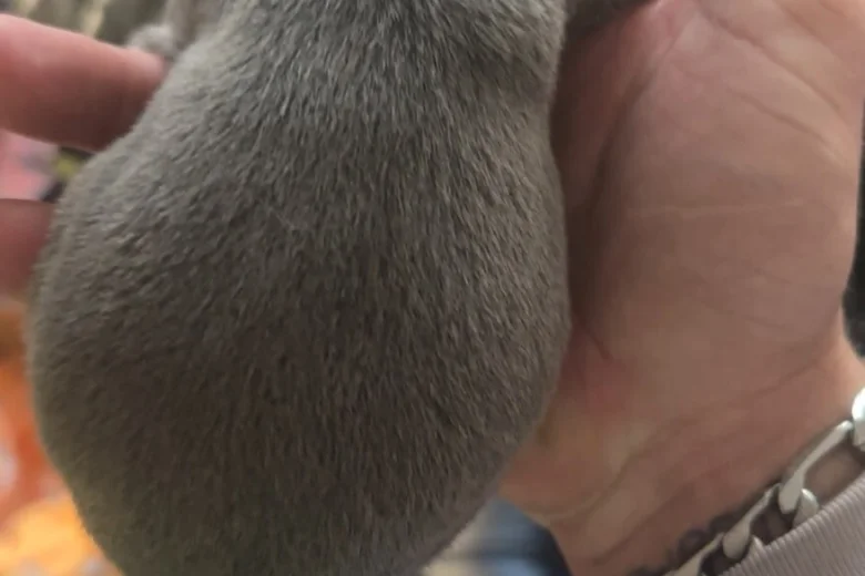 Bull Terrier
