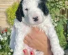 Cockapoo