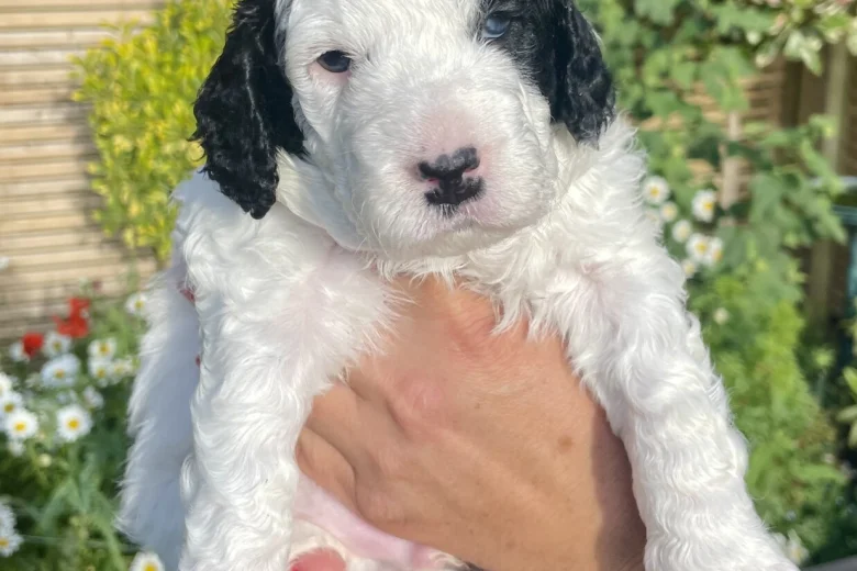 Cockapoo