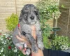 Cockapoo