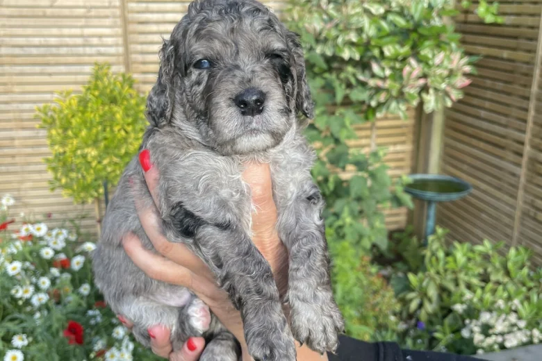Cockapoo