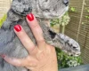 Cockapoo