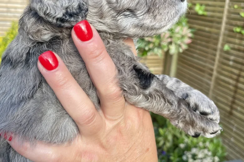 Cockapoo