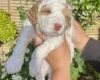 Cockapoo