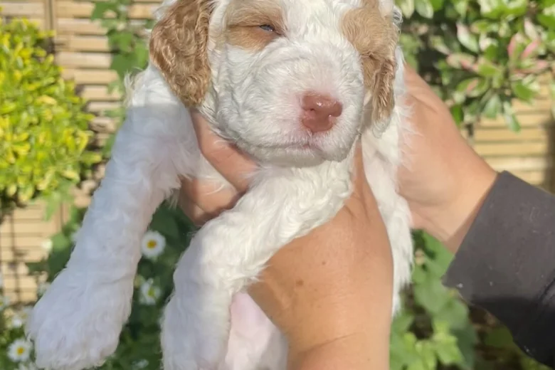 Cockapoo