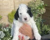 Cockapoo