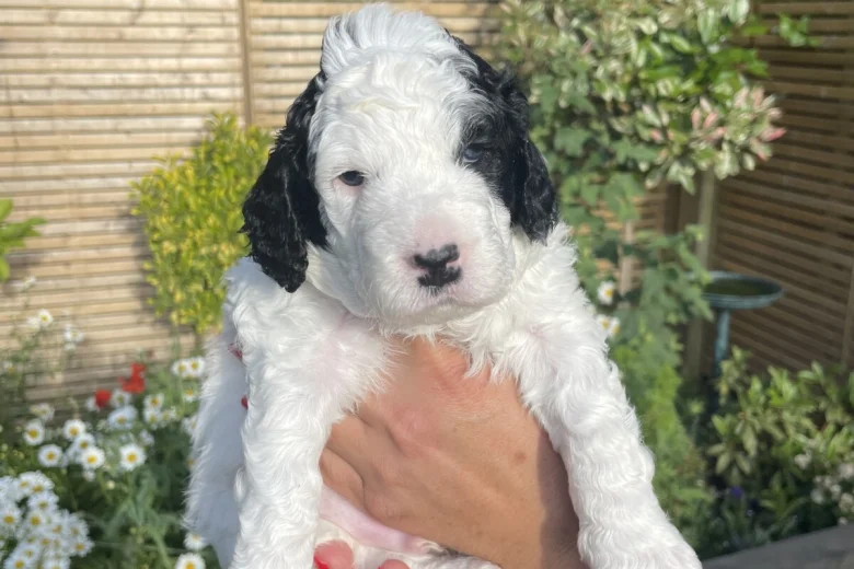 Cockapoo