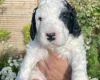 Cockapoo