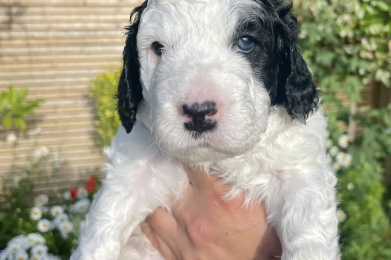 Cockapoo