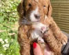 Cockapoo