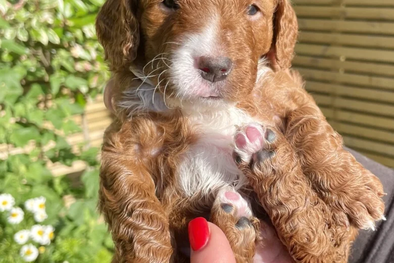 Cockapoo