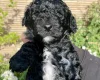 Cockapoo