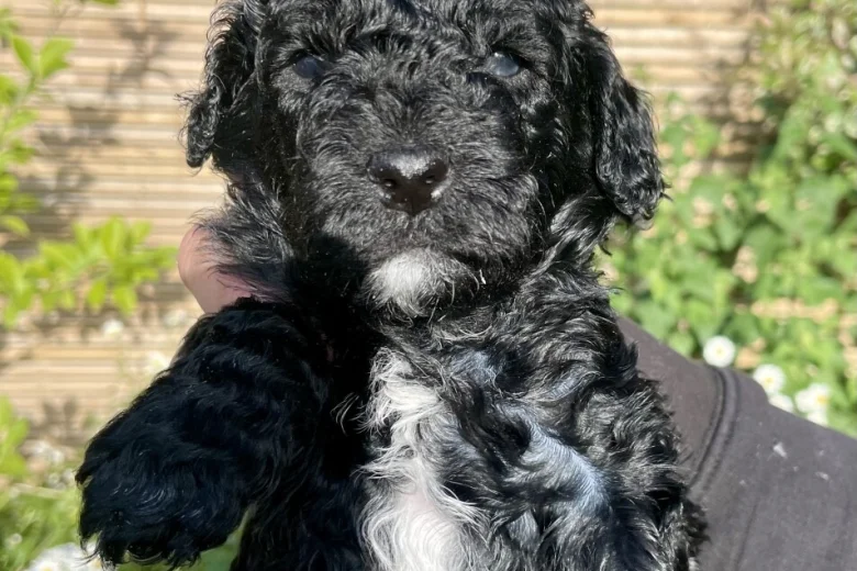 Cockapoo