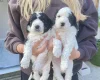 Cockapoo
