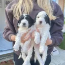 Cockapoo