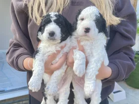 Cockapoo