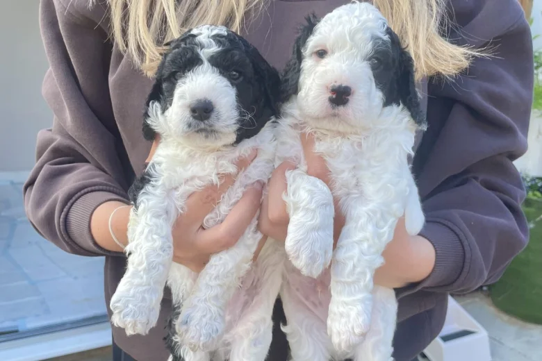 Cockapoo