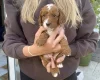Cockapoo