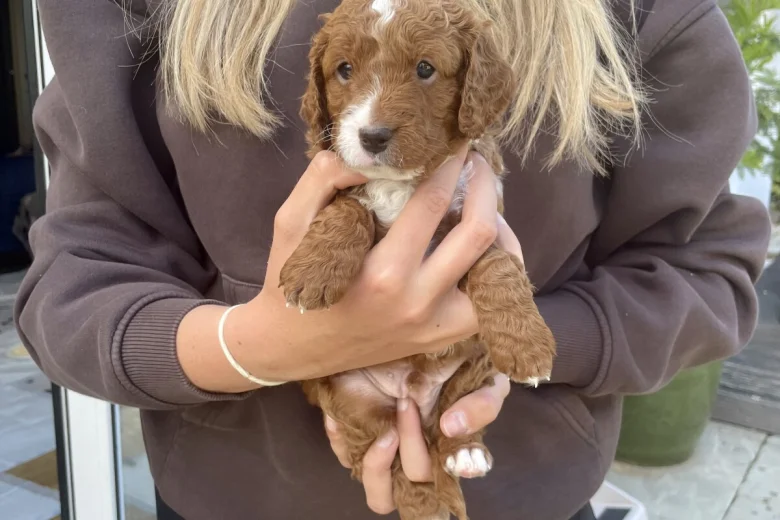 Cockapoo
