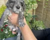 Cockapoo