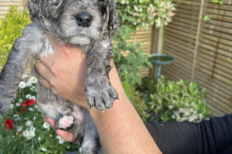 Cockapoo