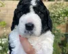 Cockapoo