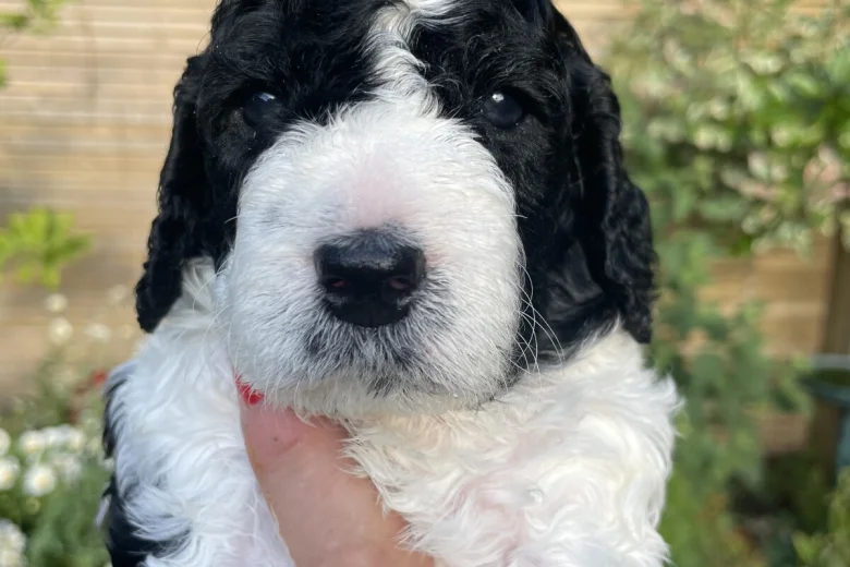 Cockapoo