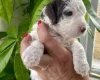 Cockapoo