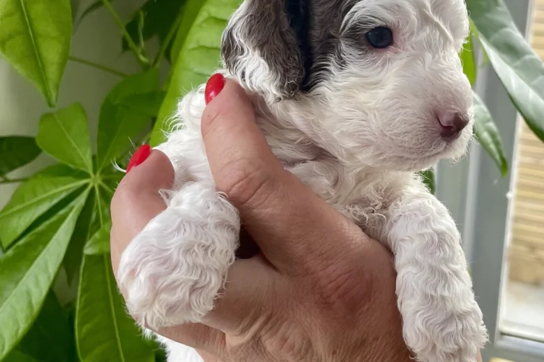 Cockapoo