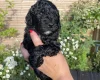 Cockapoo
