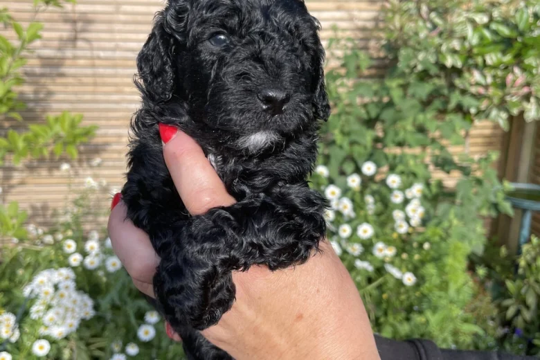 Cockapoo