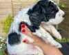 Cockapoo