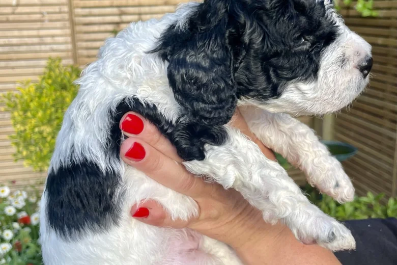 Cockapoo