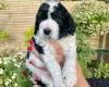 Cockapoo