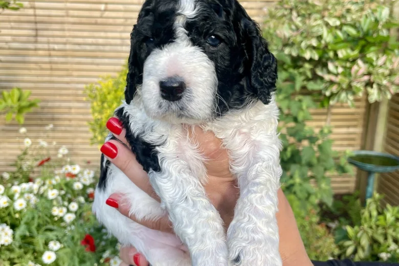 Cockapoo