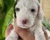 Cockapoo