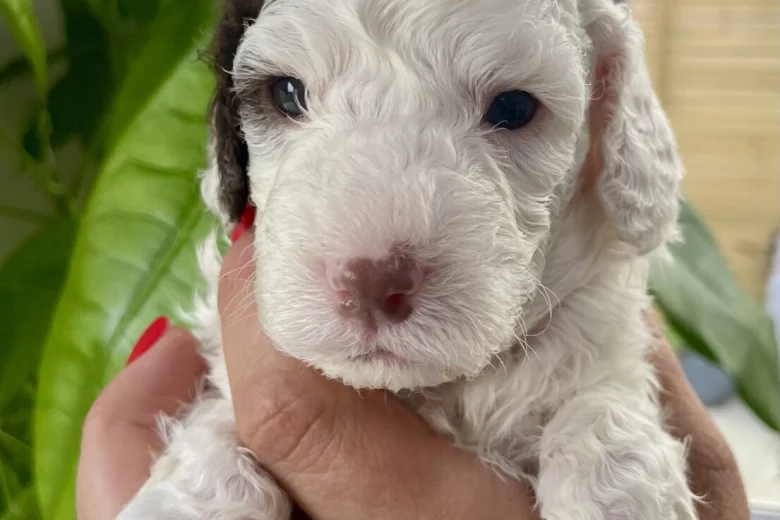 Cockapoo