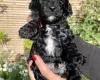 Cockapoo