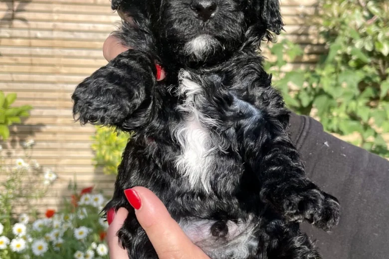 Cockapoo