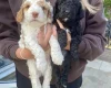 Cockapoo
