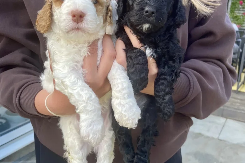 Cockapoo