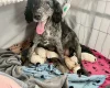 Cockapoo