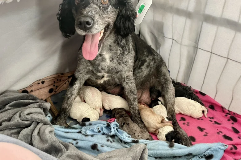 Cockapoo
