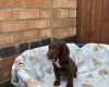 Cocker Spaniel (Working)