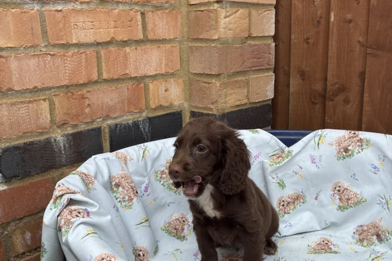 Cocker Spaniel (Working)