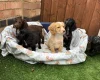 Cocker Spaniel (Working)