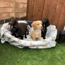 Cocker Spaniel (Working)