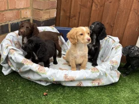 Cocker Spaniel (Working)