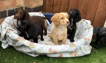 Cocker Spaniel (Working)